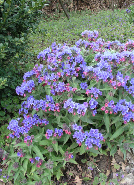 Plicníky (Pulmonaria)