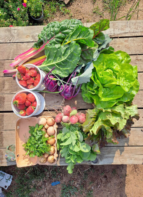 48 hodin městského zemědělství 2026