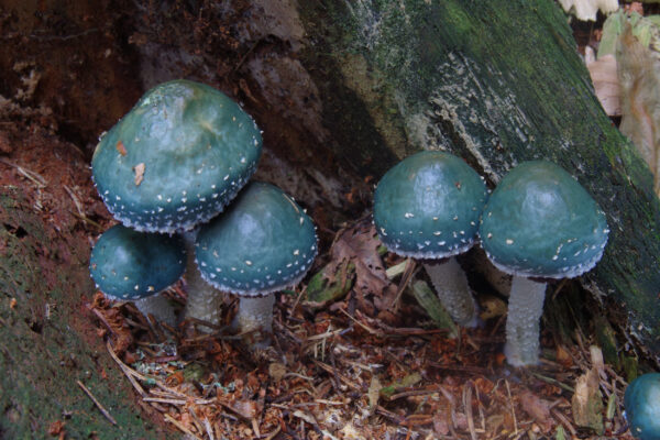 Mykologické okénko - límcovka