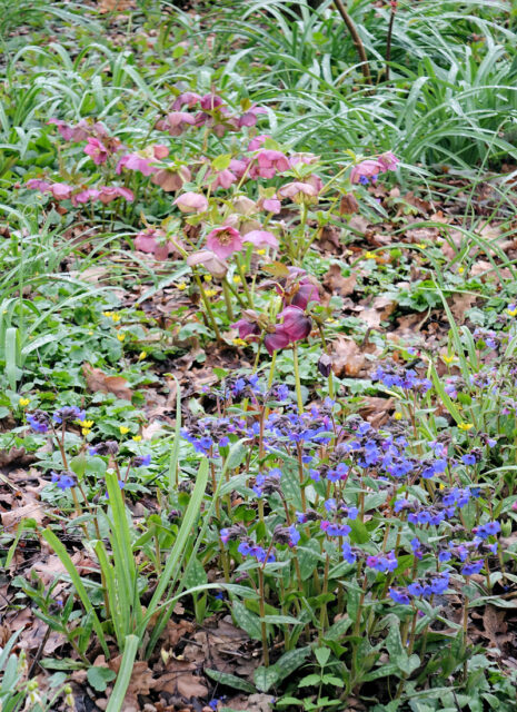 Plicníky spolu s čemeřicemi a odkvetlými sněženkami