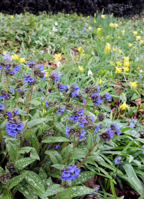 Plicníky ve skupině trvalek a cibulovin