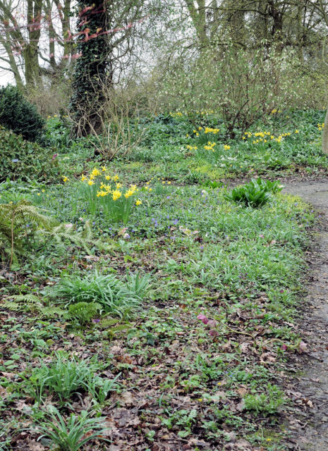 Stanoviště vhodné pro plicníky