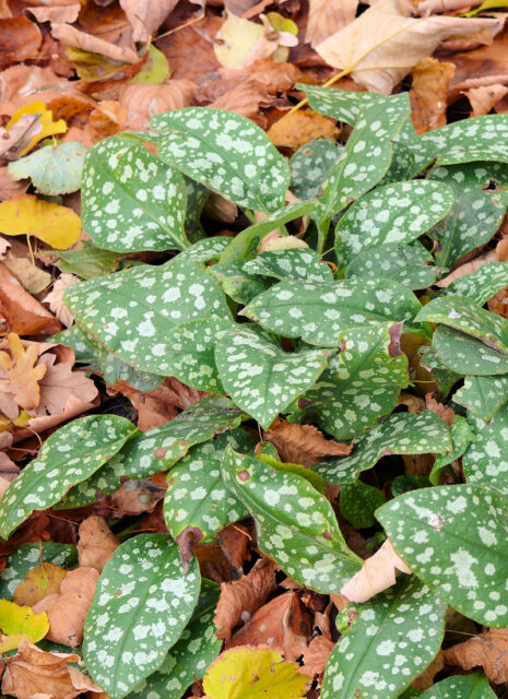 Listy plicníku na podzim