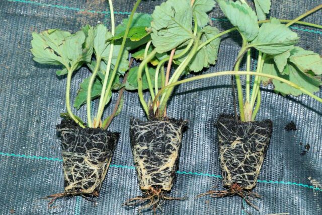 Balíčkovaná sadba, předzvěst úspěšné sklizně jahod