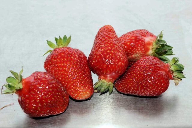 Sklizeň jahor odrůda Asia