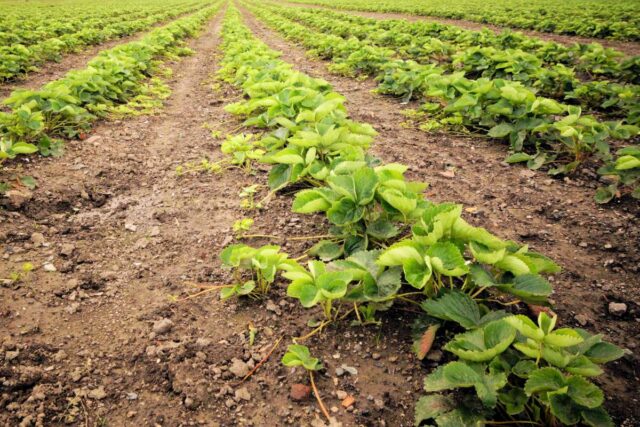 Porost jahodníku z balíčkované sadby, očekává se vysoký výnos jahod