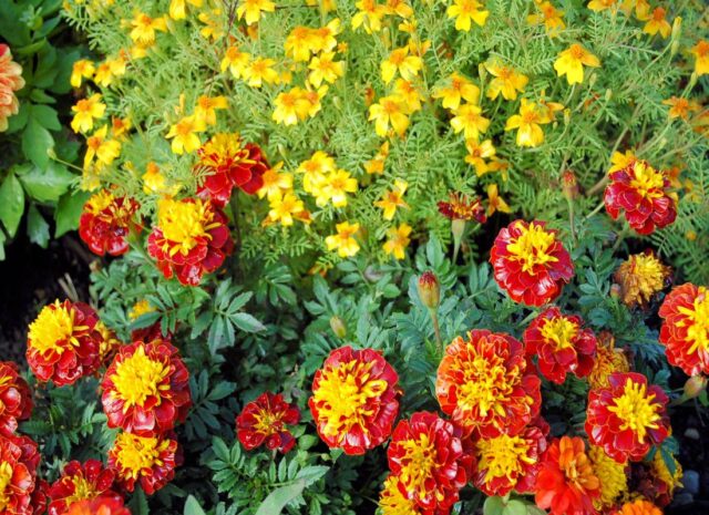 Odrůda aksamitníku Ground Cotrol napomáhá proti háďátkům