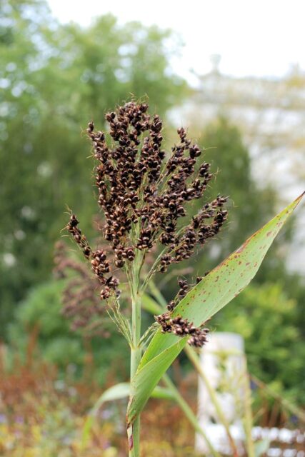 Čirok dvoubarevný se jako zelené hnojení nenechává vykvěst