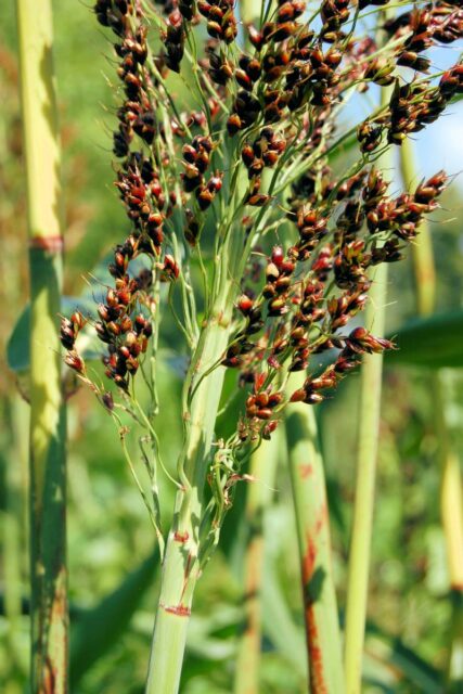 Čirok - nápadná obilovina