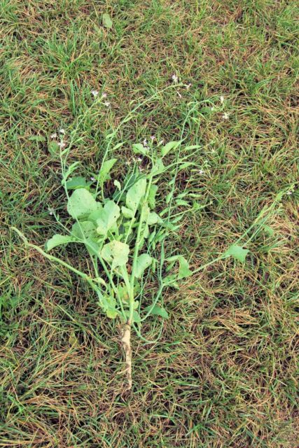 Ředkev odrůda Geisha, využívaná jako zelené hnojení