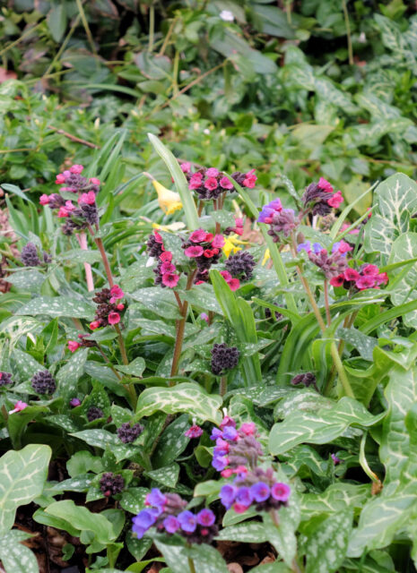 Plicníky (Pulmonaria)