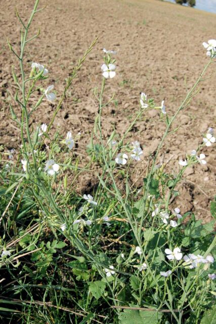 Zelené hnojení proti nádorovitosti: Ředkev jako přírodní léčba půdy