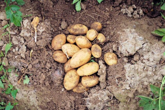 Odrůda brambor Goldmarie