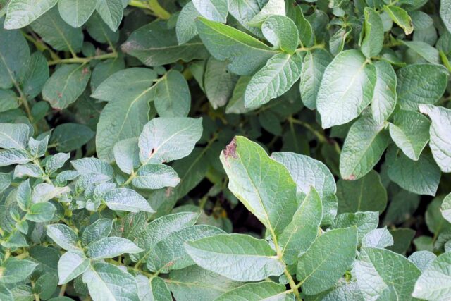 Plíseň bramboru v počátku