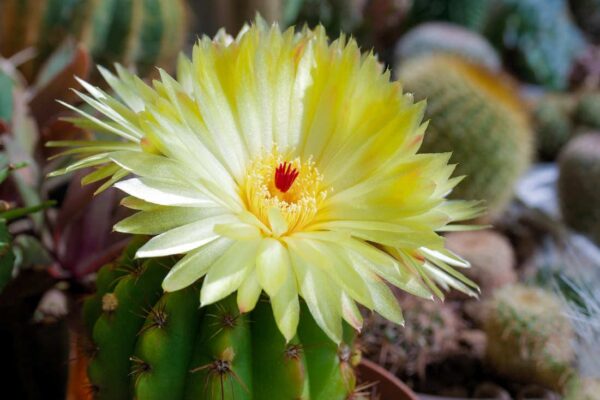 Kaktusy v Brazílii - notocactus