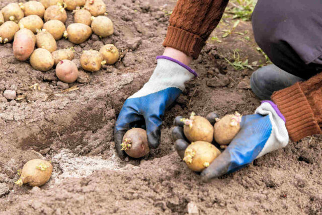 Brambory sázíme opatrně, abychom nepolámali klíčky