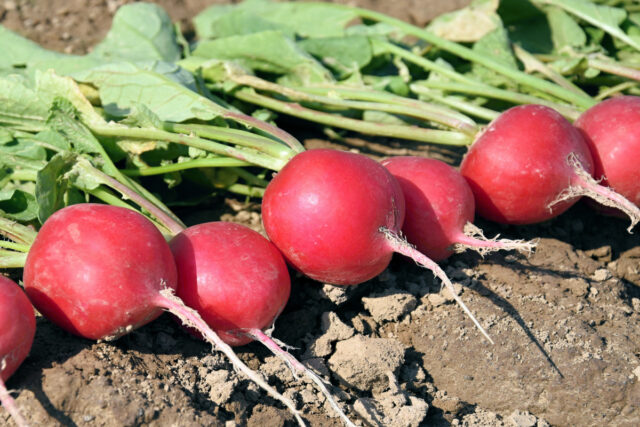 Ředkvičky po sklizni