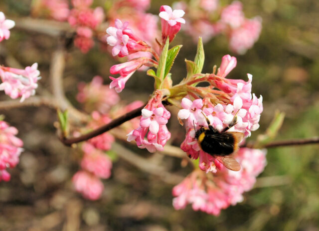 Zahrada kvetoucí na jaře - kalina