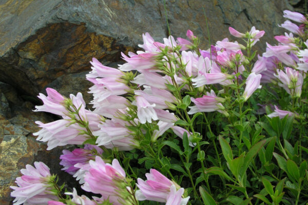 Rod dračík (Penstemon)