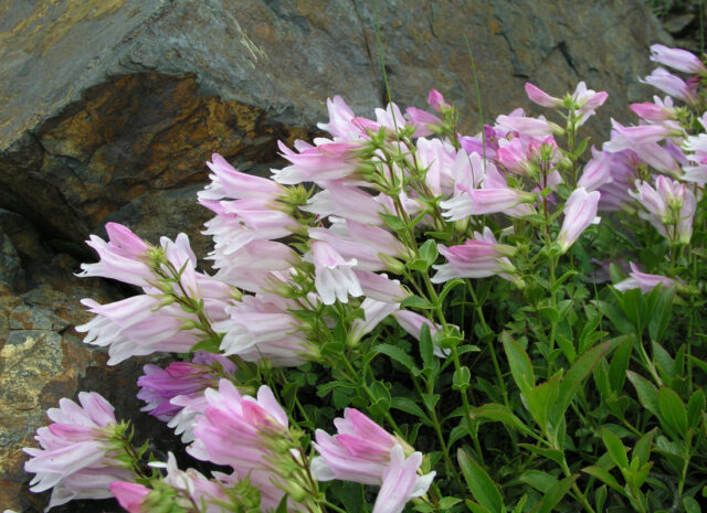 Rod dračík (Penstemon)