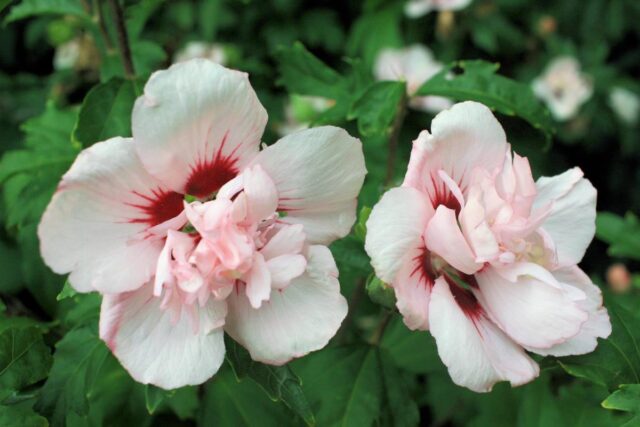  Plnokvětý kultivar ibišku syrského Leopoldii