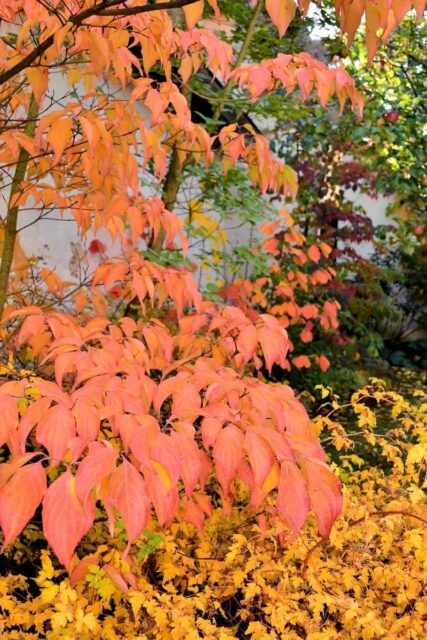 Podzimní zbarvení dřínu japonského