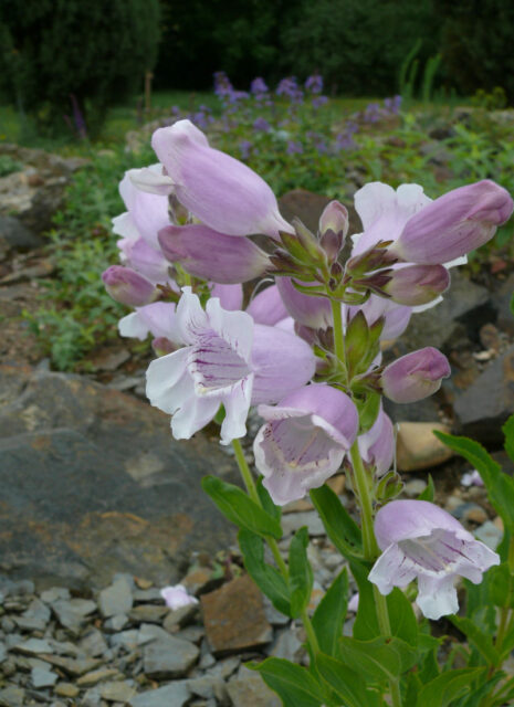 Rod dračík (Penstemon)