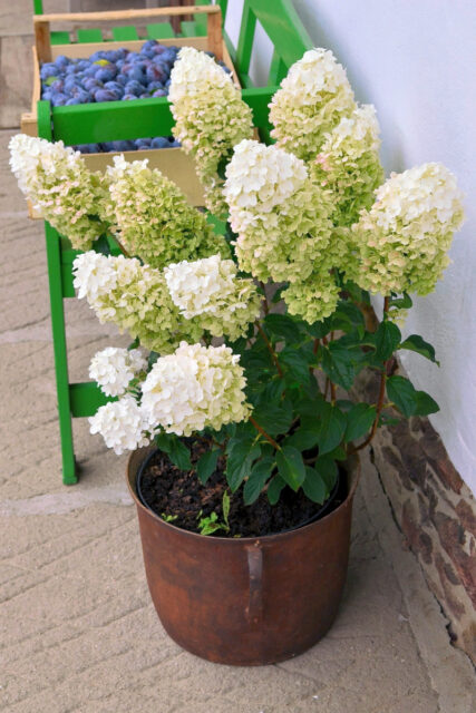 Hortenzie latnatá Silver Dollar ozdobí zahradu i terasu