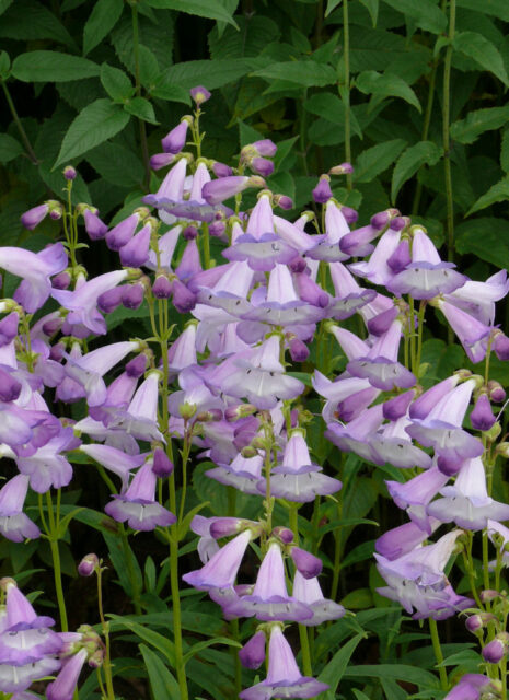 Rod dračík (Penstemon)