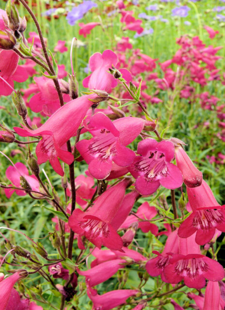 Rod dračík (Penstemon)