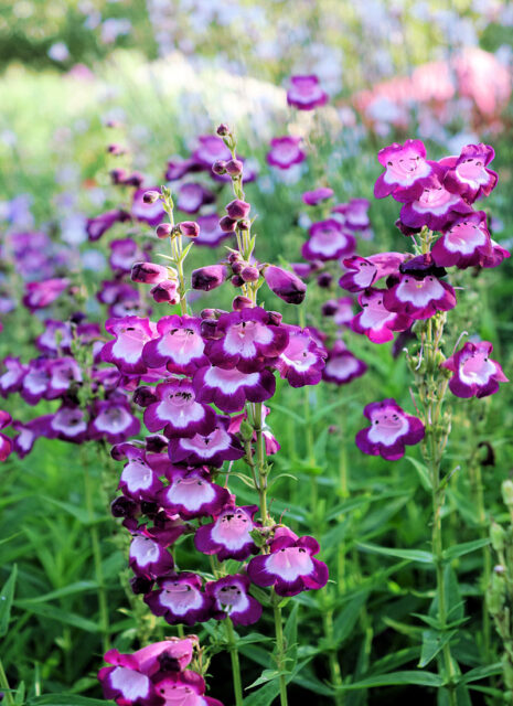Rod dračík (Penstemon)