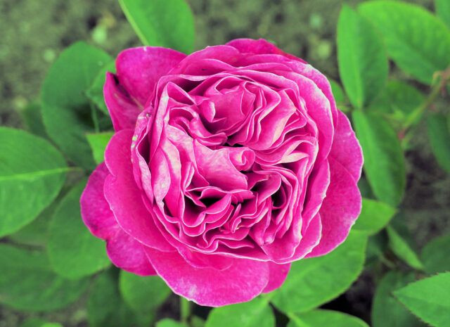 Pěstování růží - odrůda ´Heidi Klum Rose´
