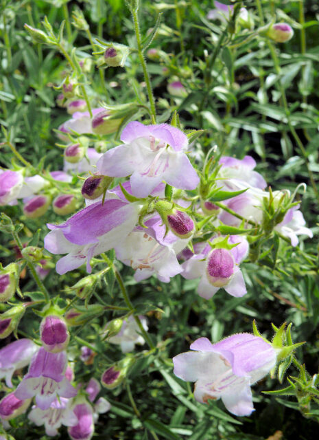 Rod dračík (Penstemon)
