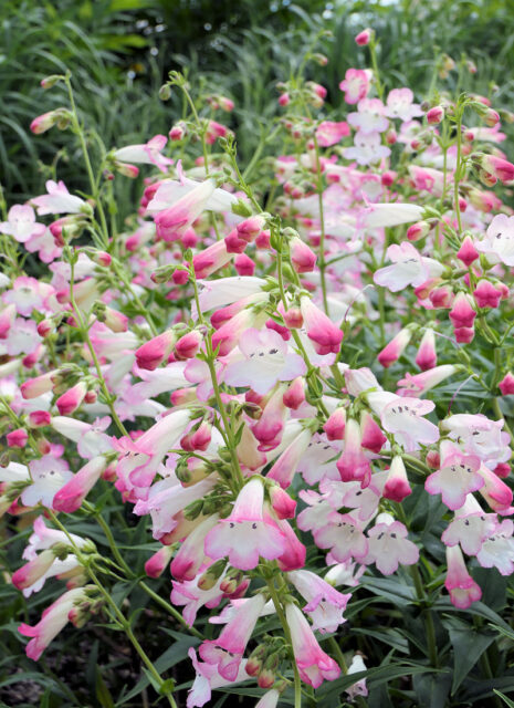 Rod dračík (Penstemon)