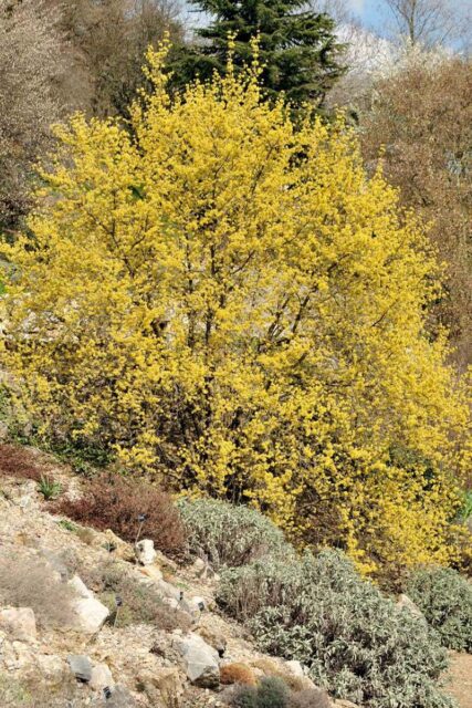 Brzy zjara kvete dřín obecný