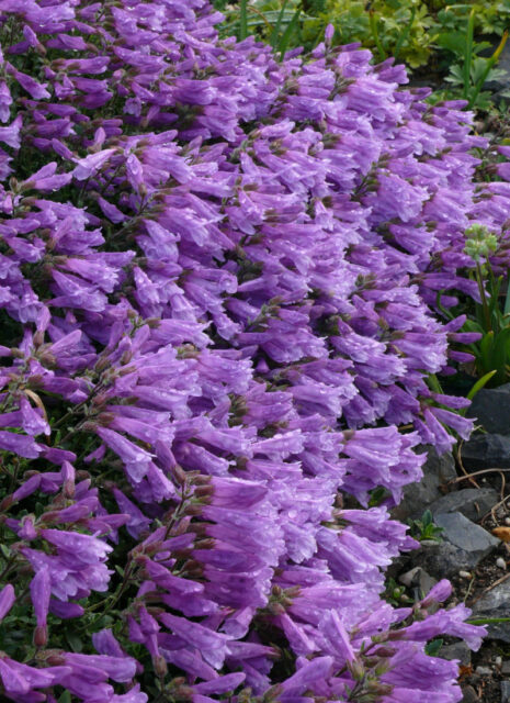 Rod dračík (Penstemon)