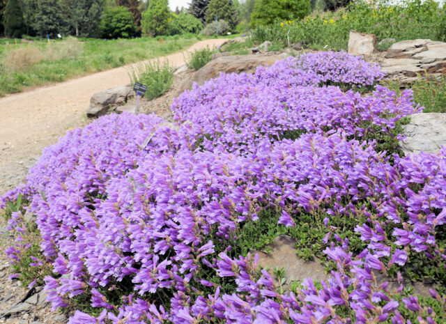 Rod dračík (Penstemon)