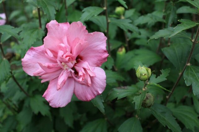 Plnokvětý kultivar syrského ibišku Ardens