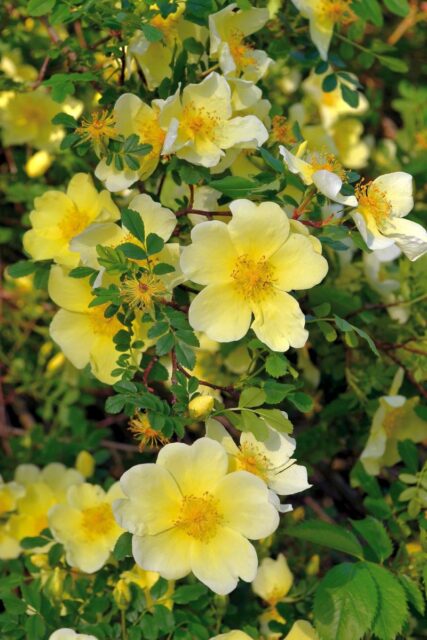 Růže Hugova nakvétá už v dubnu