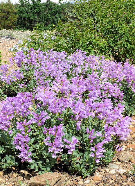 Rod dračík (Penstemon)