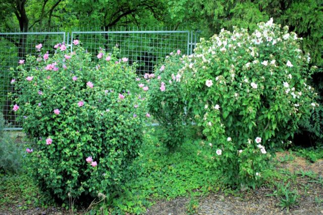 Sbírka ibišků syrských 