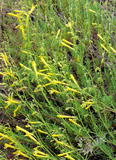 Rod dračík (Penstemon)