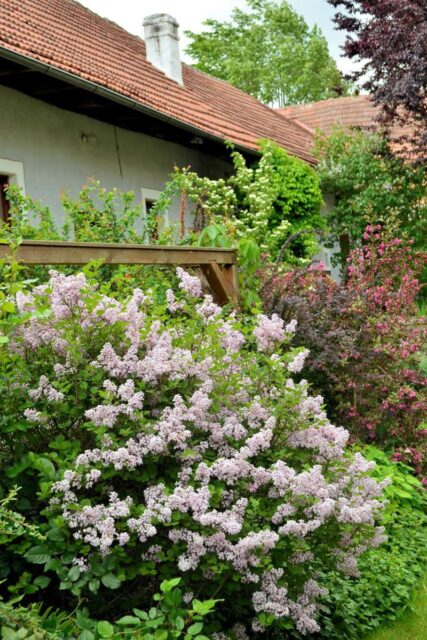 Do menších zahrad se hodí Šeřík Meyerův kultivar Palibin