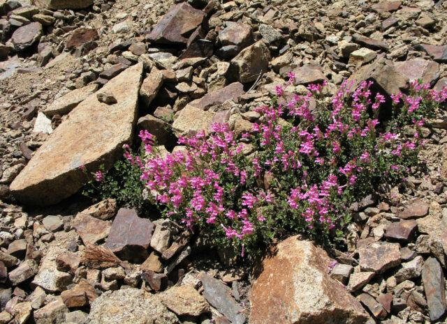 Rod dračík (Penstemon)