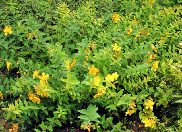 Třezalka zahradu zdobí krásně žlutými květy