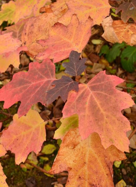 Hortenzie dubolistá méně známá hortenzie