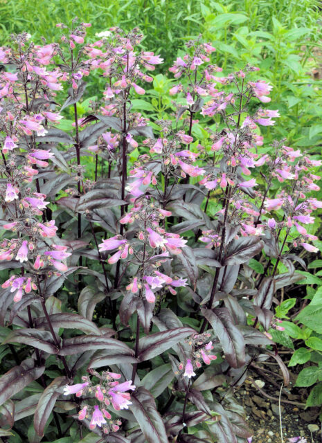 Rod dračík (Penstemon)