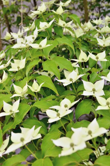 Dřín japonský v zahradě těžko přehlédnete