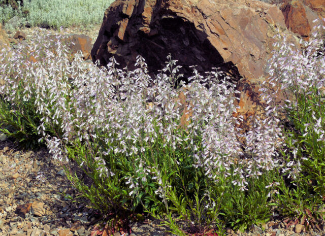 Rod dračík (Penstemon)