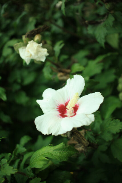 Bíle kvetoucí ibišek syrský